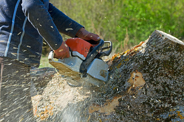 Why Choose Our Tree Removal Services in Cienega Springs, AZ?